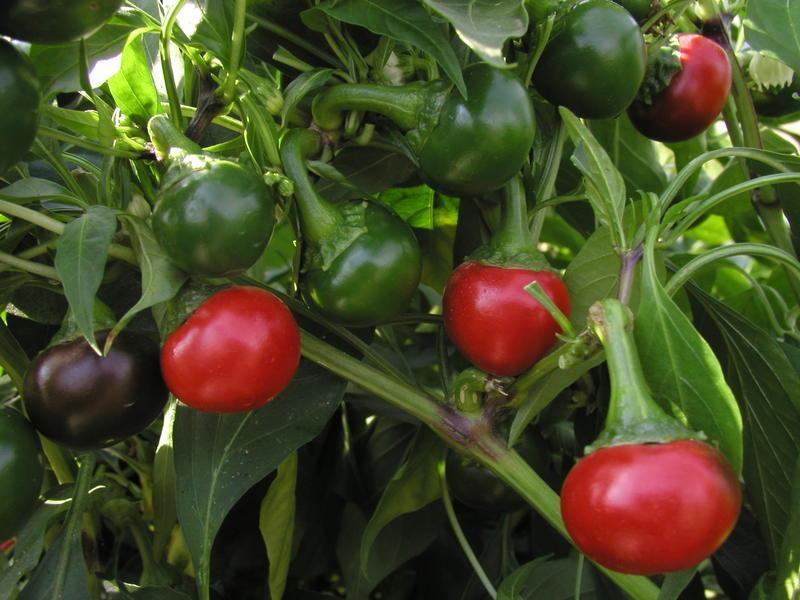 พริกไทยปะการัง