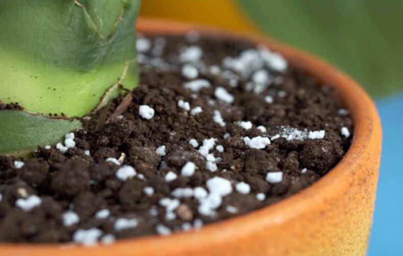 การให้อาหารแก่ต้นไม้ในร่ม