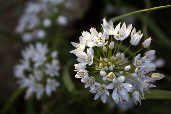 ดอกหัวหอม