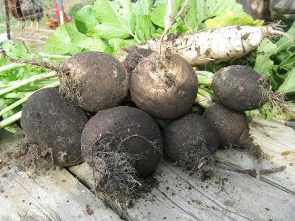 หัวไชเท้าดำ