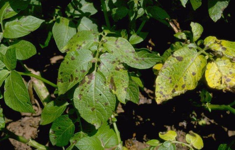 มันฝรั่งอัลเทอร์นาเรีย