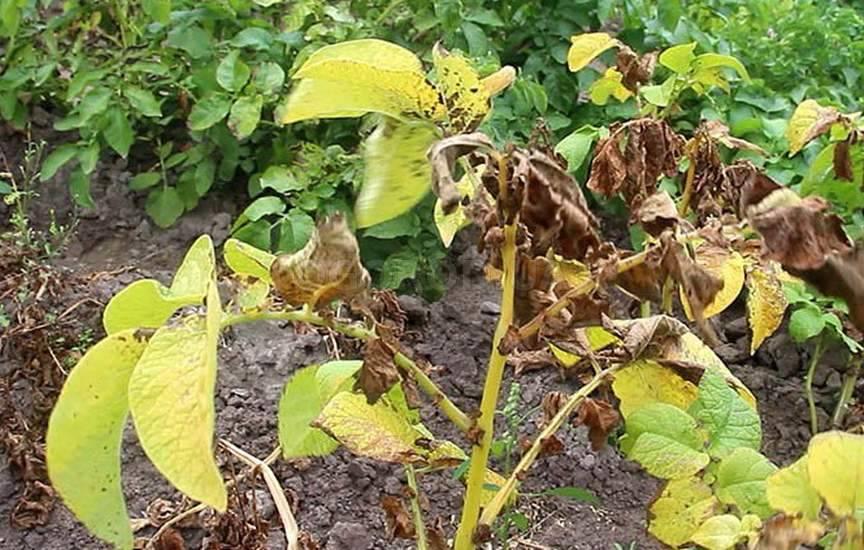 Macrosporiose de la pomme de terre