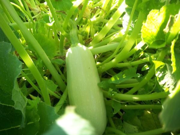 บวบเบโลกอร์