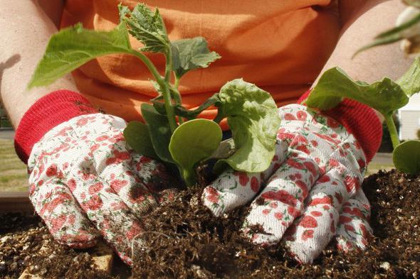 cendres comme engrais