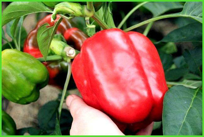 เรดไนท์ F1