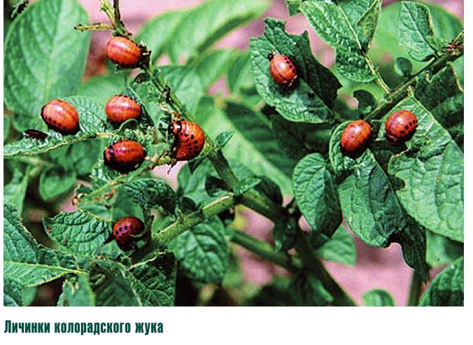 เศษแมลง