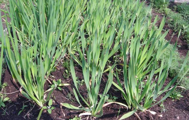 หัวหอมสไลม์แคระ