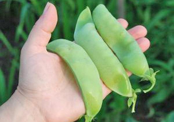 เจกาโลวา 112