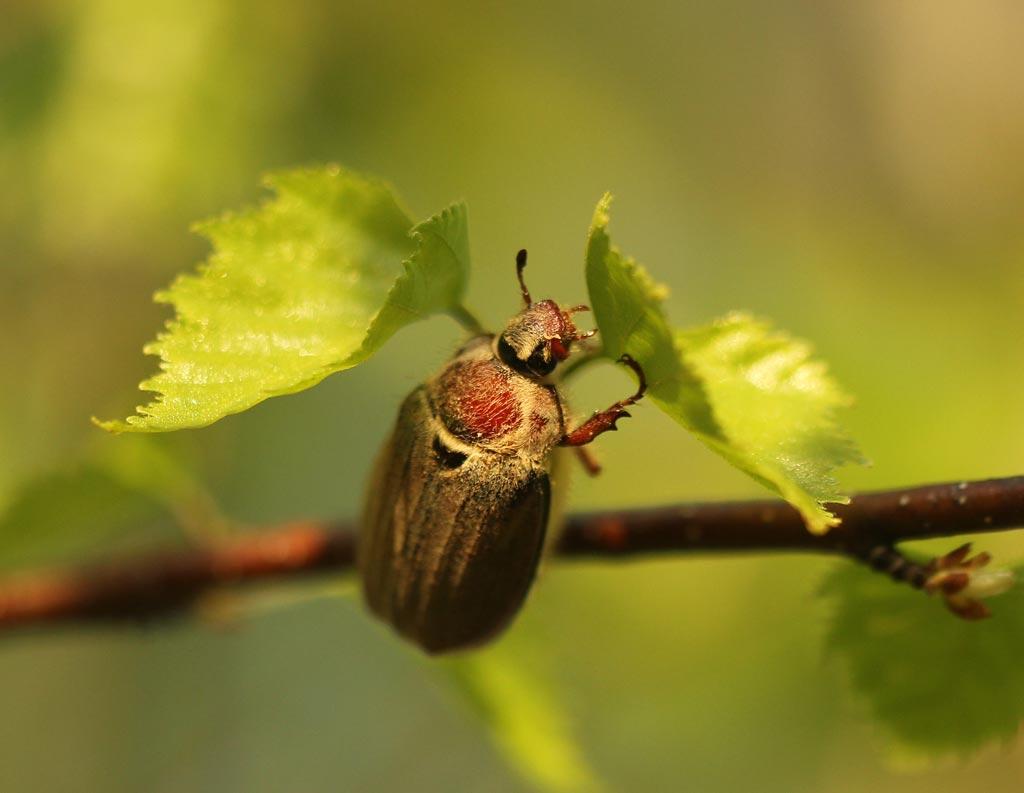 ด้วงเดือนพฤษภาคม
