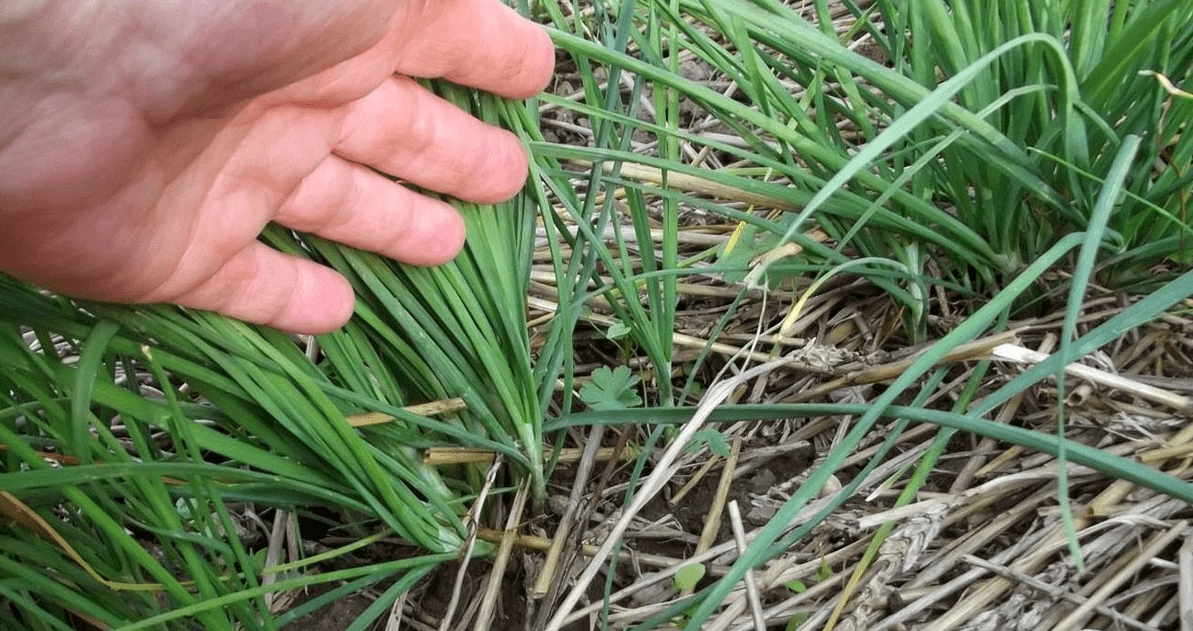 หัวหอมเยอะมาก