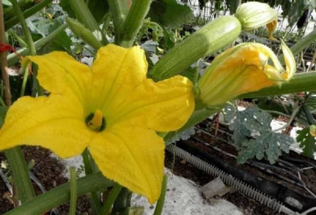 ลูกกลิ้งซูกินี่