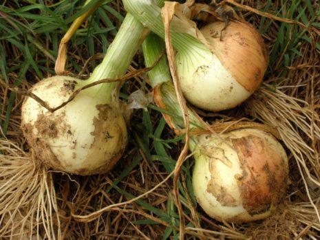 récolte des oignons