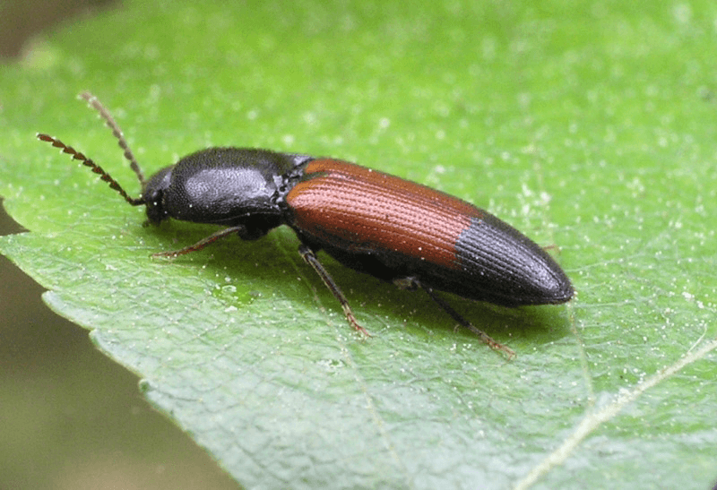 médicament Gromoboy-2