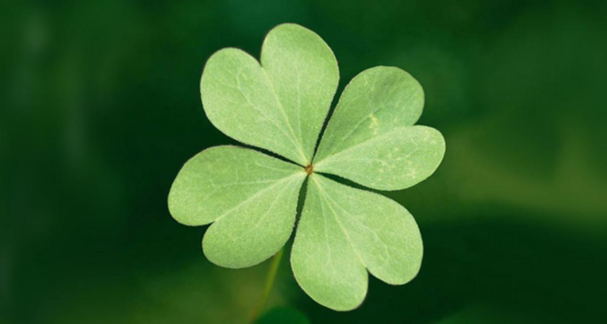 ใบโคลเวอร์