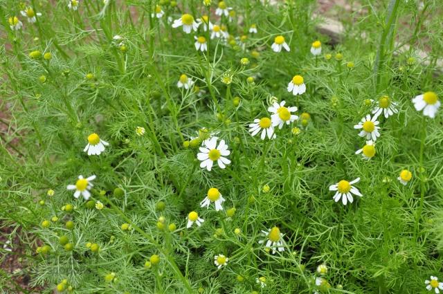 ดอกคาโมมายล์