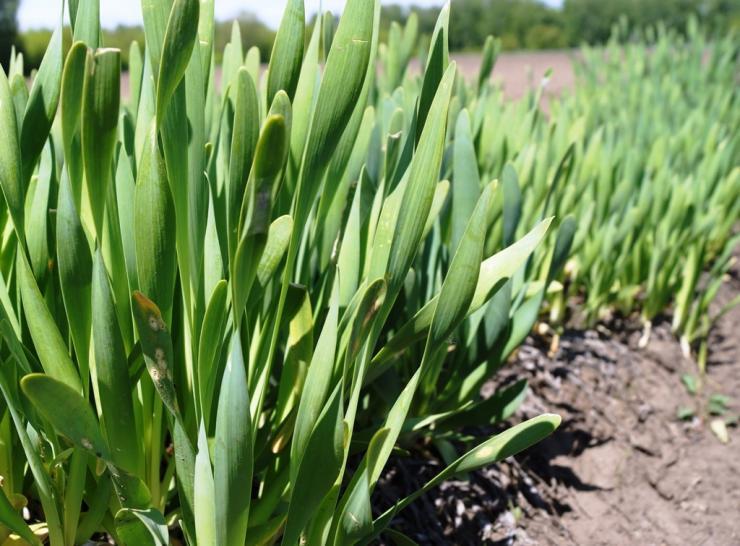 หัวหอมสไลม์วอลทซ์