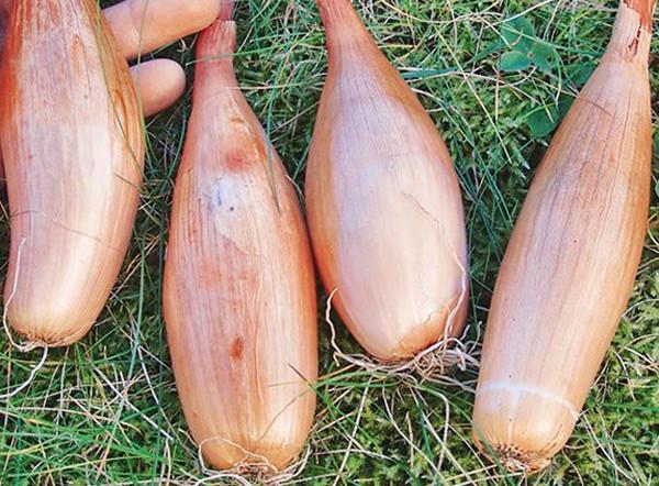 หัวหอมสุก