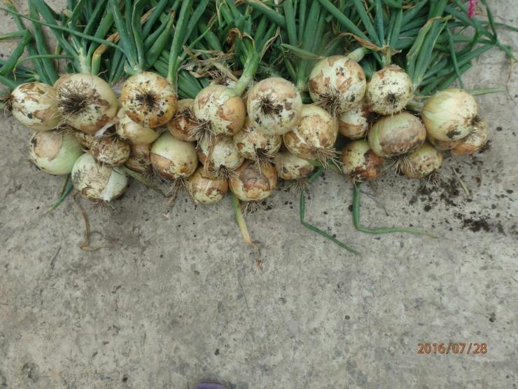 นิทรรศการหัวหอม