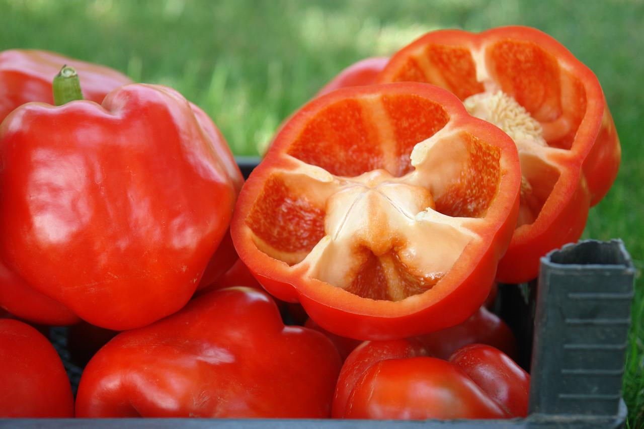 พริกไทย อริสโตเติล F1