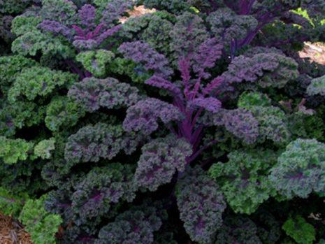 ทินโตเรตโตหยิก