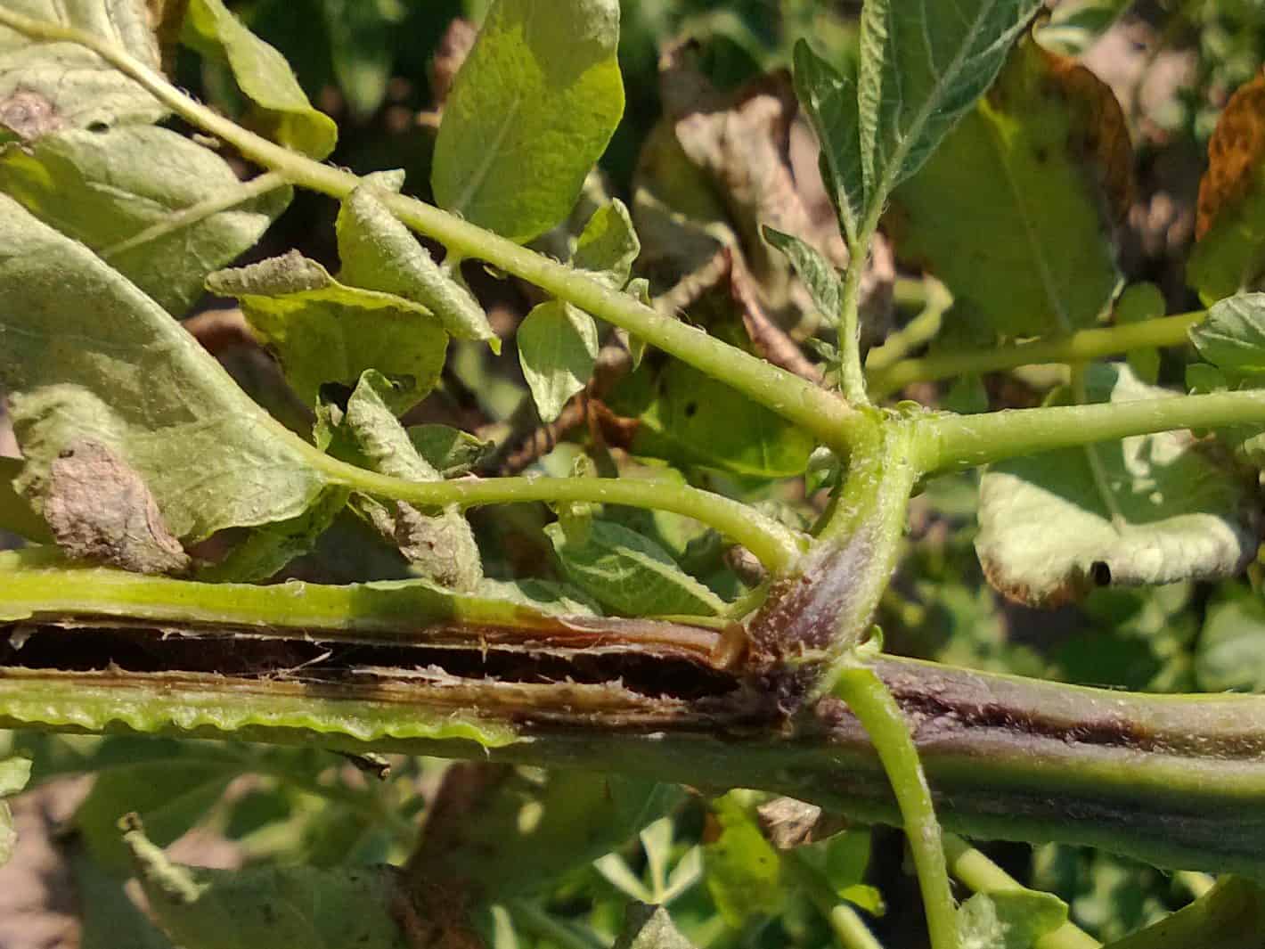 โรคมันฝรั่ง