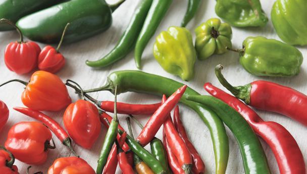 ชากีร่า เปปเปอร์