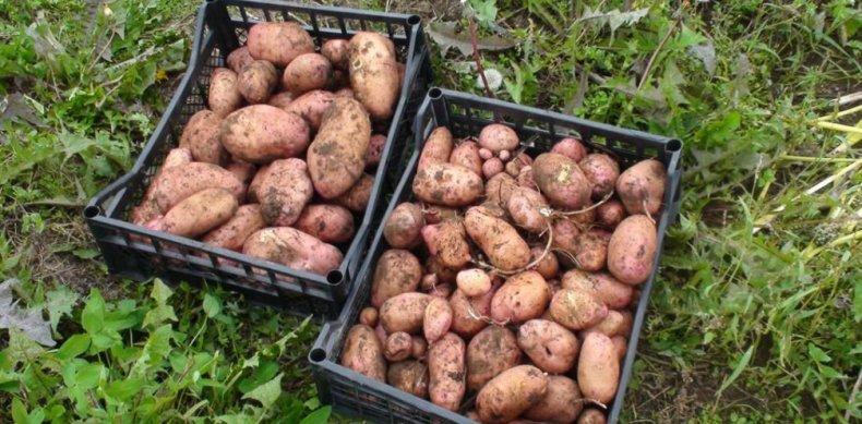 Pommes de terre Rodrigo