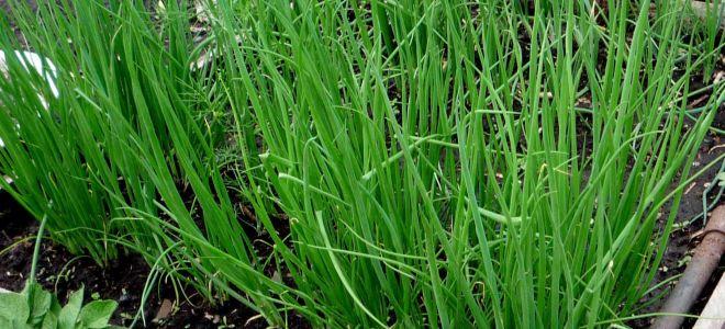 หัวหอมเวลส์