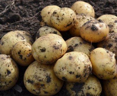 มันฝรั่งสีน้ำเงิน