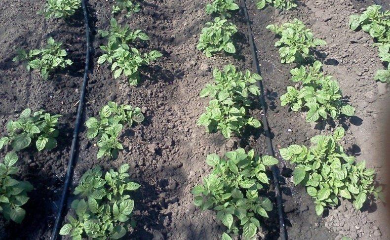 ระบบน้ำหยด