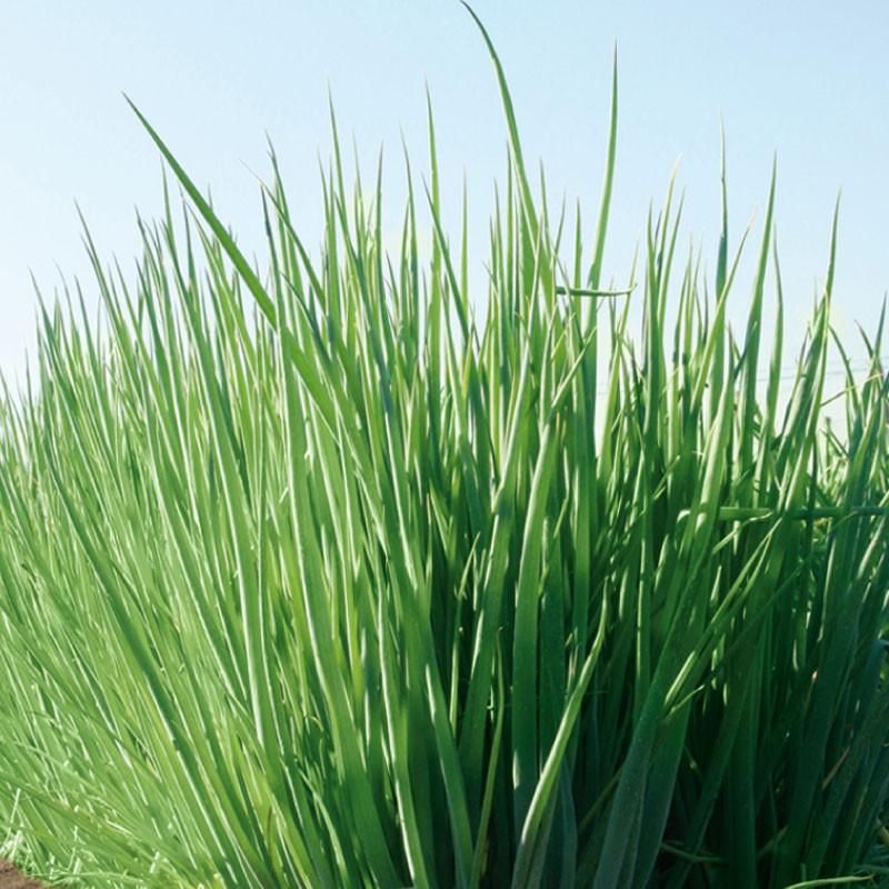 หัวหอมเวลส์