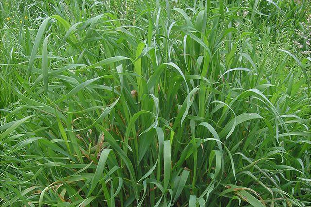 พุ่มหญ้าโซฟา