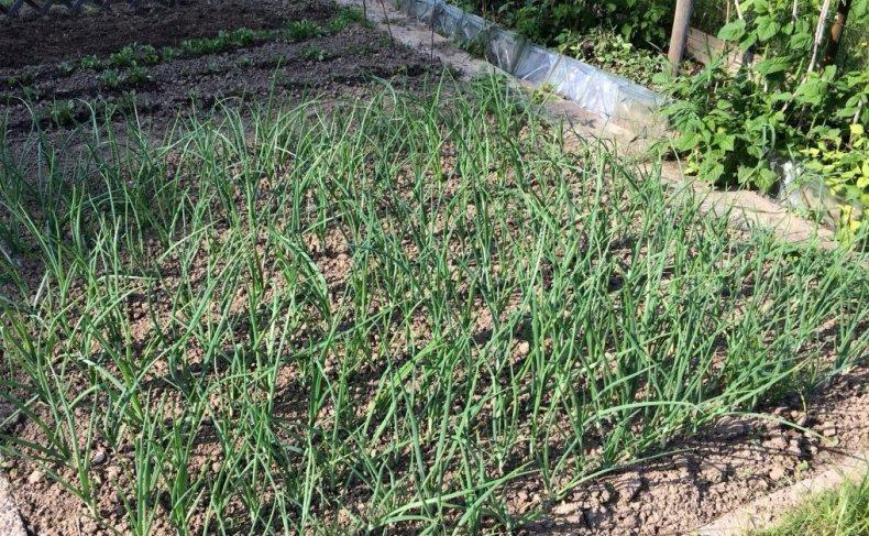 หัวหอมใหญ่