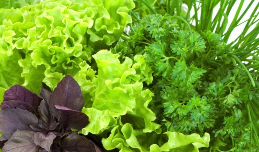 สมุนไพรสด