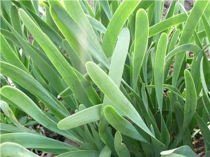 หัวหอมสไลม์