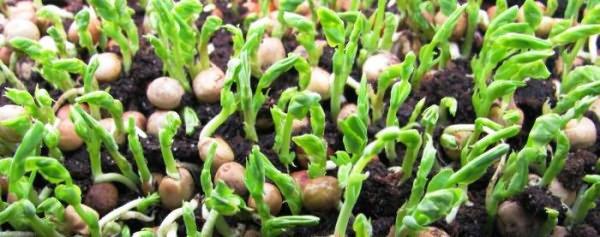 การปลูกถั่ว