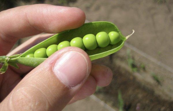 ถั่วในมือ