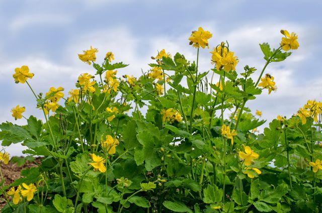 สมุนไพรเซแลนดีน