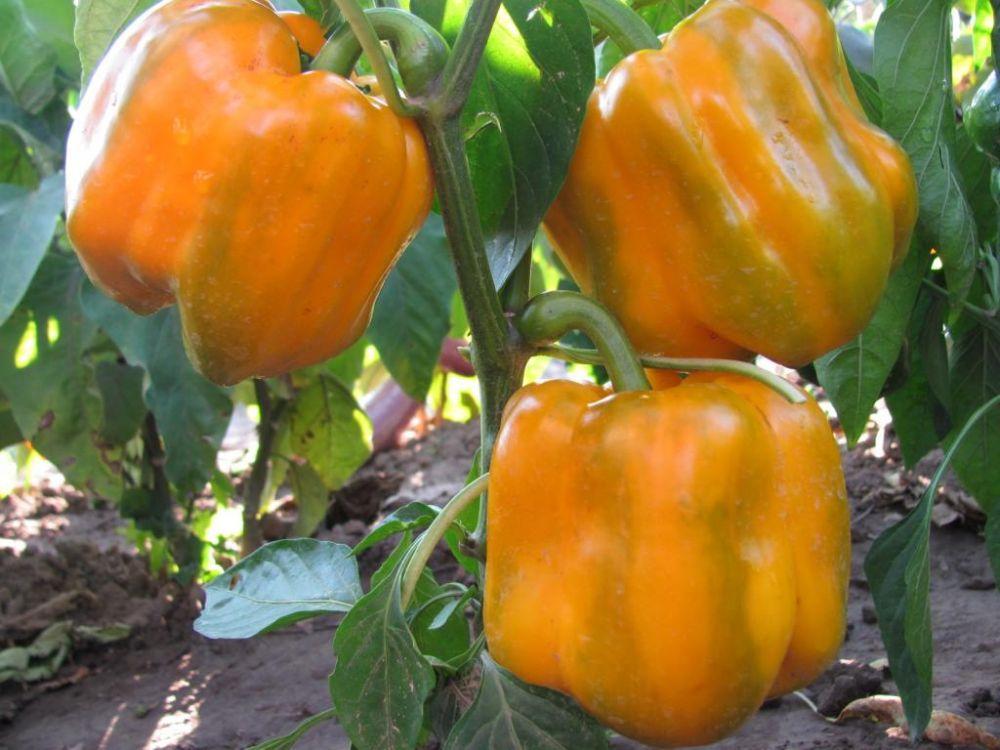 พริกไทยบ็อกดาน