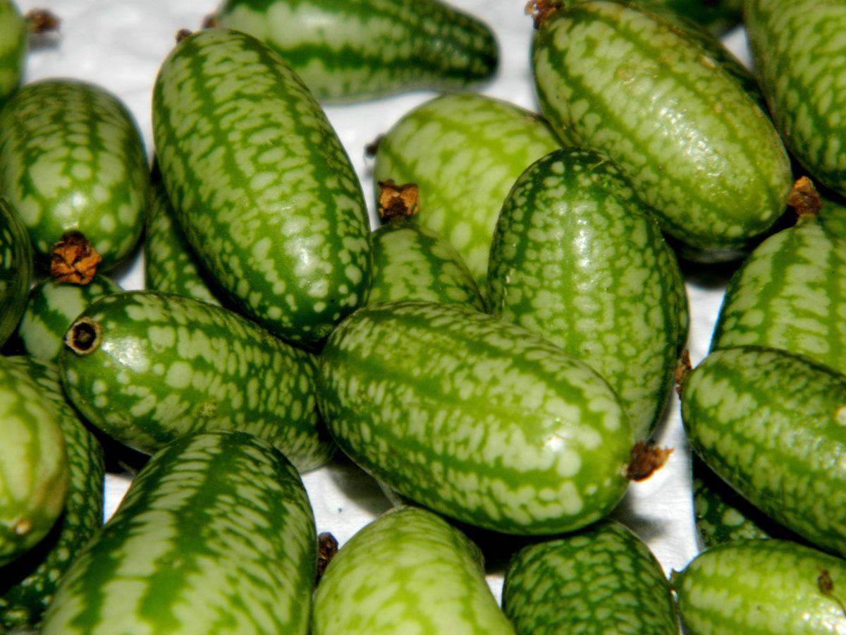 แตงกวาแอฟริกัน