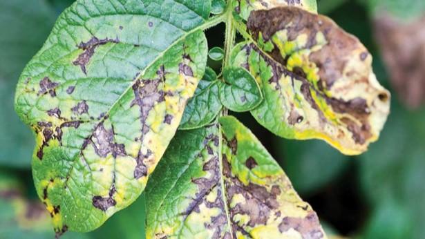 มันฝรั่งอัลเทอร์นาเรีย