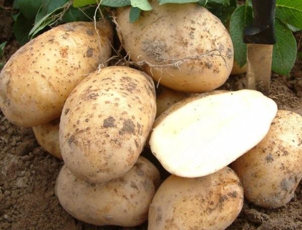 มันฝรั่งอักซามิต