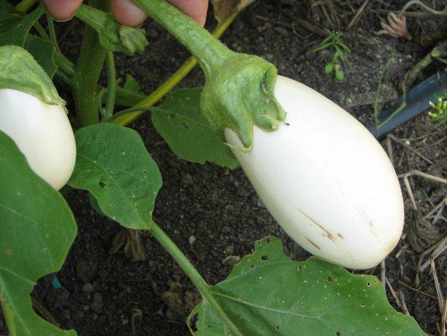 duvet d'aubergine blanche