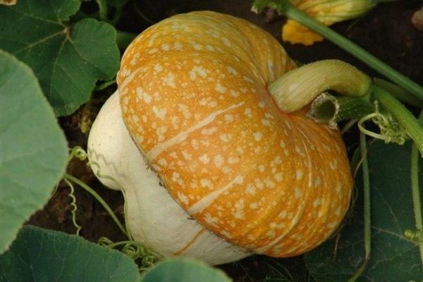 ฟักทองผ้าโพกหัว