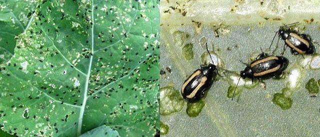 แมลงวันตัวเล็กบนกะหล่ำปลี