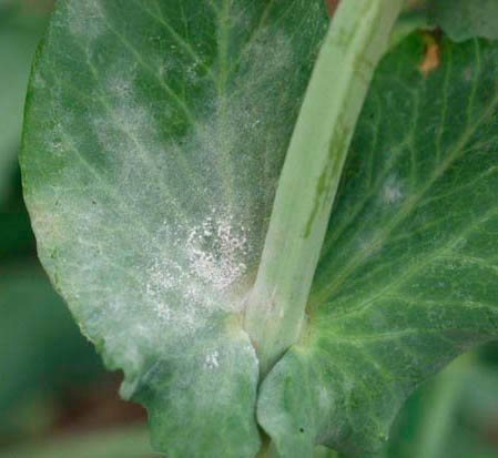 โรคราน้ำค้าง