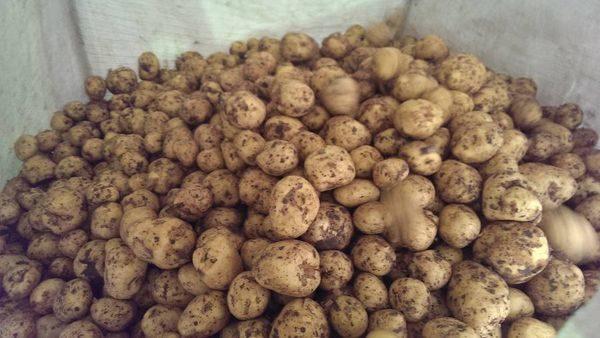 มันฝรั่งกาลา