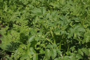 ทำไมมันฝรั่งจึงต้องใช้ปุ๋ยพืชสด ควรปลูกปุ๋ยชนิดใดและเมื่อใดจึงจะดีที่สุด?