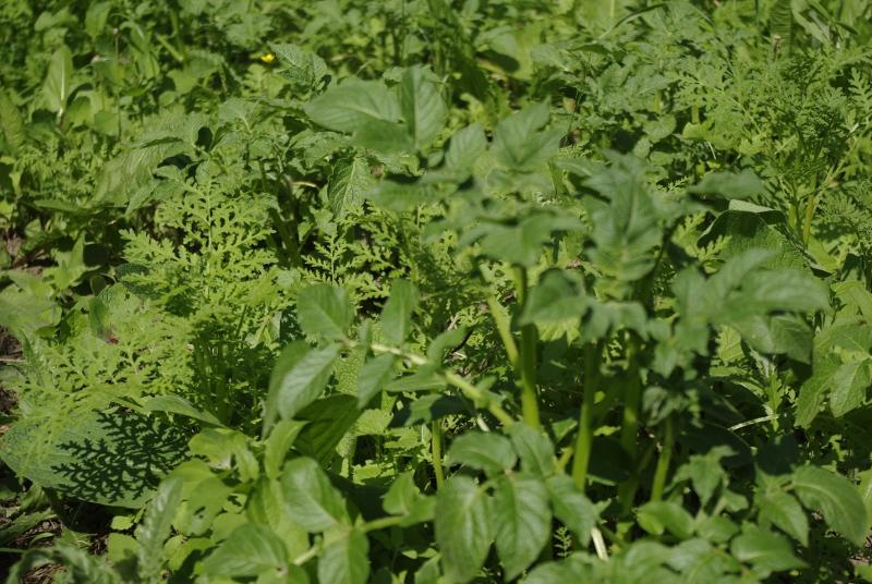 ปุ๋ยพืชสดสำหรับมันฝรั่ง