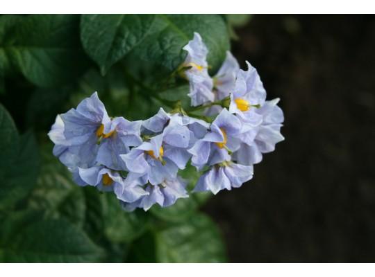 มันฝรั่งสีน้ำเงิน